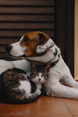 cat and dog together